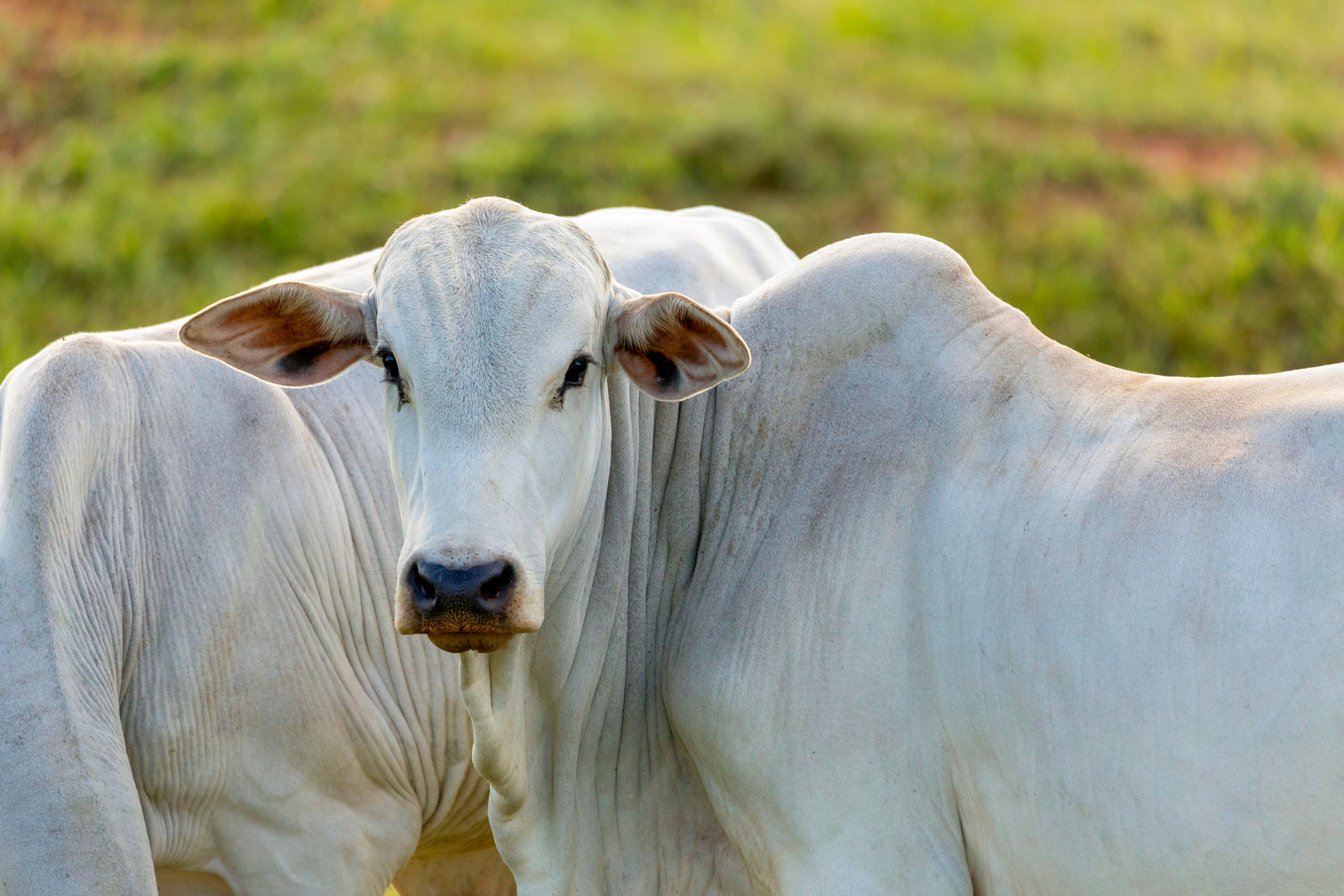 Nelore ox portrait on pasture in Brazil